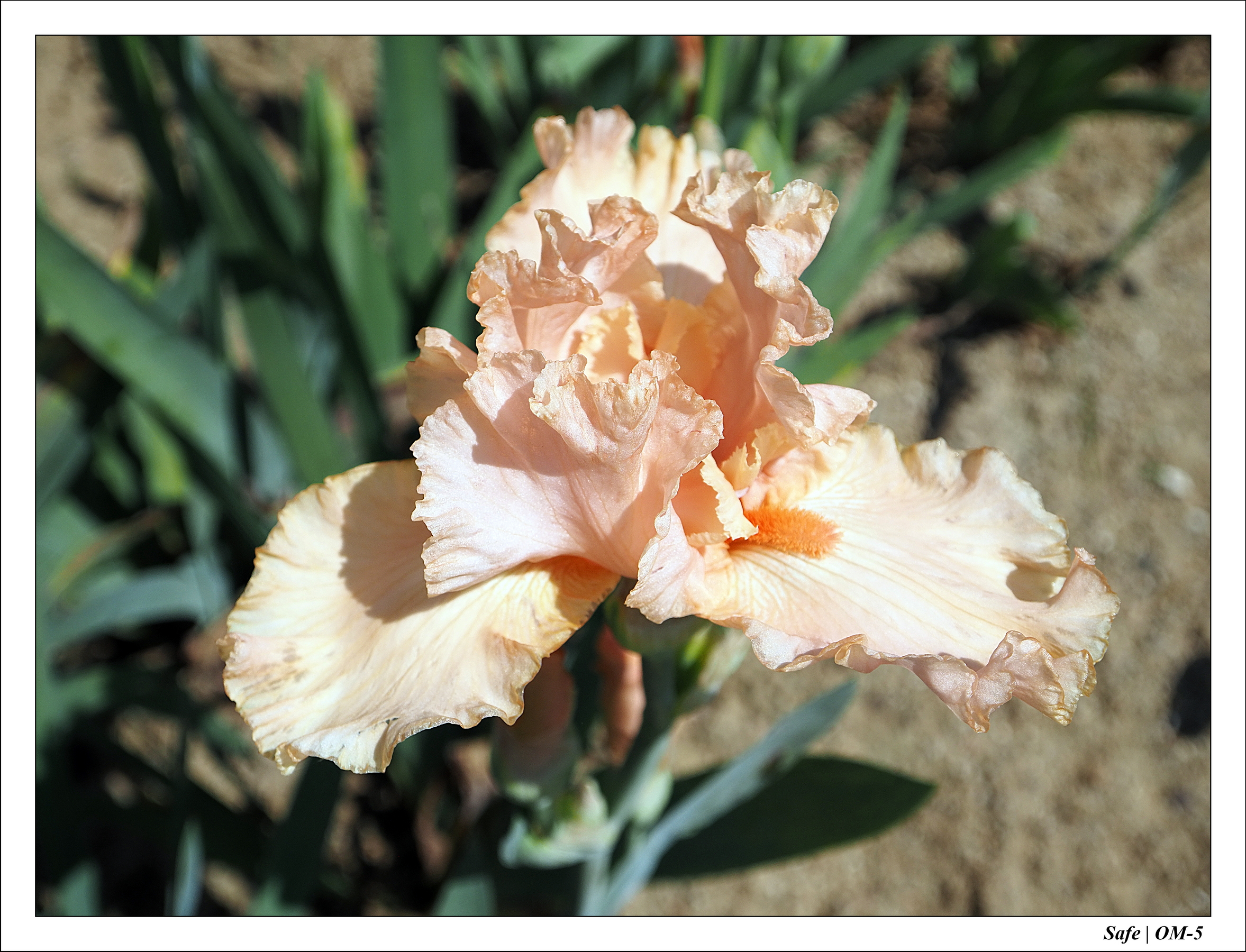 2024 - 05 - Bagatelle - 12